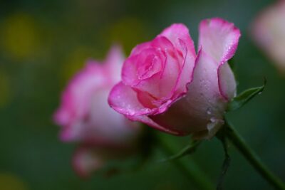 rose, pink rose, flower